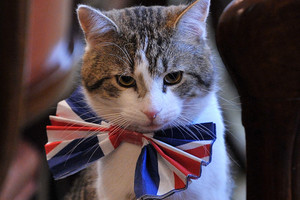 Garsiausiam Didžiosios Britanijos katinui – puiki žinia