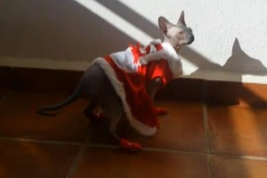 Šeimininkė katei apmovė kojines. Tai filmuodama pratrūko juokais