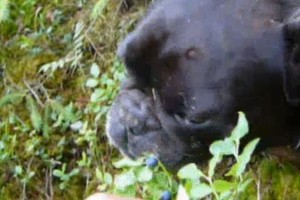 Šunys vegetarai? Šeimininkai įamžino keistus augintinių įpročius