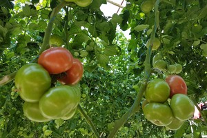 Agronomas paaiškino, kaip tinkamai laistyti šiltnamio daržoves