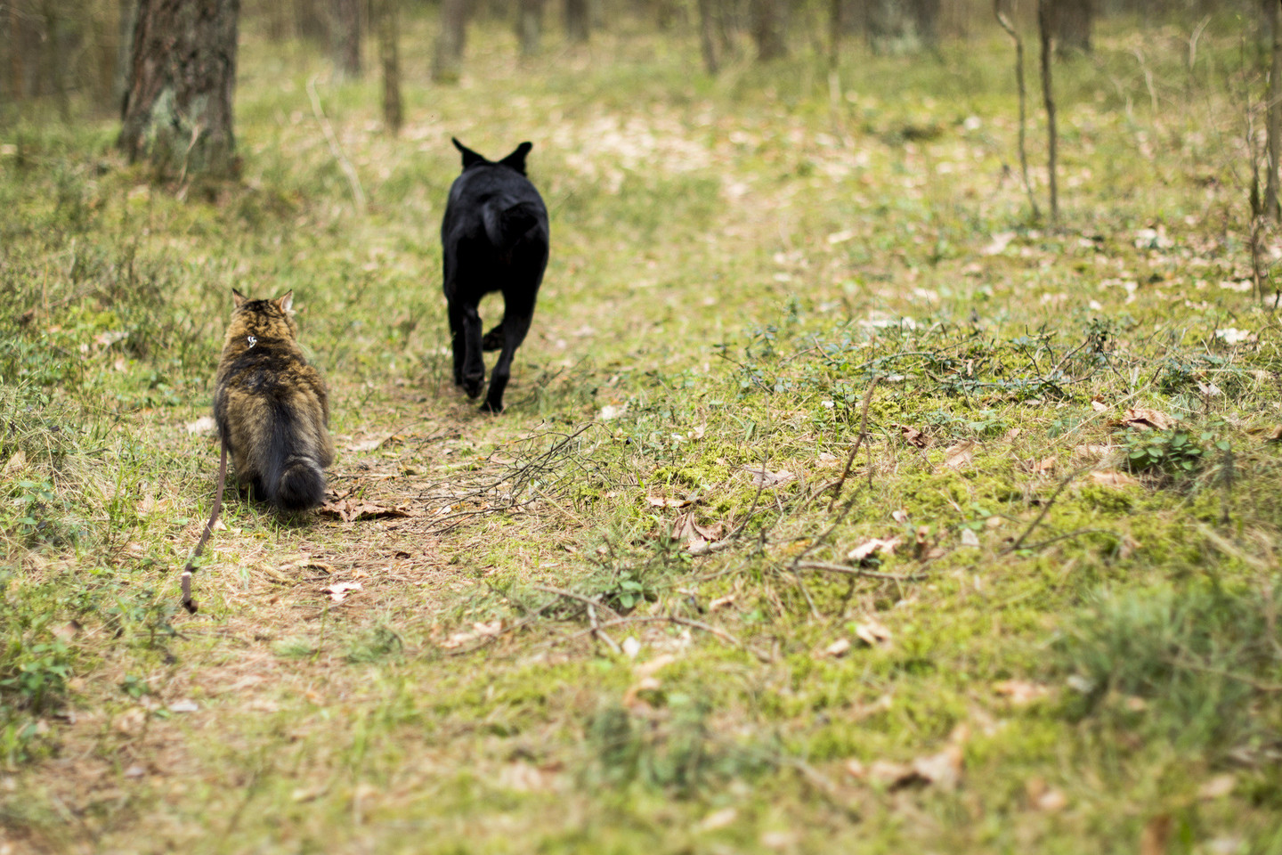 Mūsų namuose dar pakankamai vietos išsvajotai papūgai bei kitoms mažoms širdelėms. Nes mūsų namuose gyvena meilė!<br>G. Kniežaitės – Novikovienės nuotr.