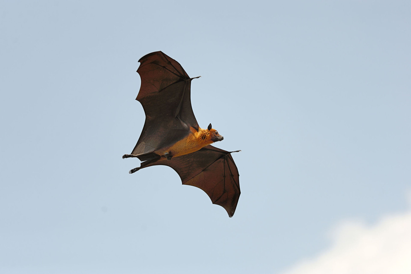 Šikšnosparniai jau spėjo suerzinti žmones.<br>123RF nuotr.
