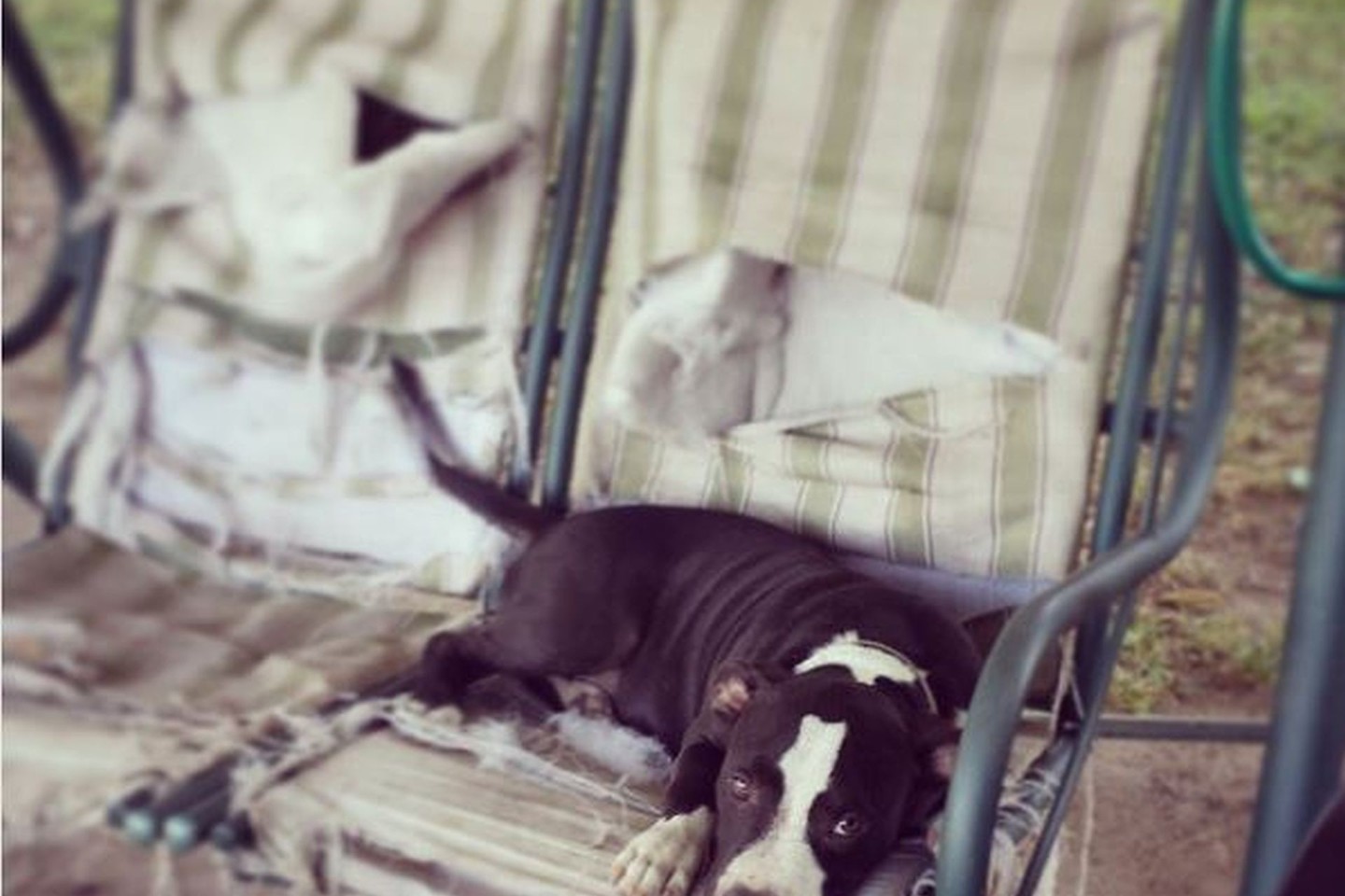 Savo niekšybėmis šunys mums gali neretai įsiutinti, bet pažvelgus į jų mielus snukučius ilgai pykti tiesiog neįmanoma.<br>Instagram.com nuotr.