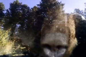 Suniokotame „Subaru“ pareigūnai aptiko netikėtą radinį