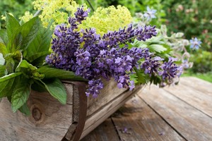 Naudingųjų augalų abėcėlė, kurią turi žinoti visi