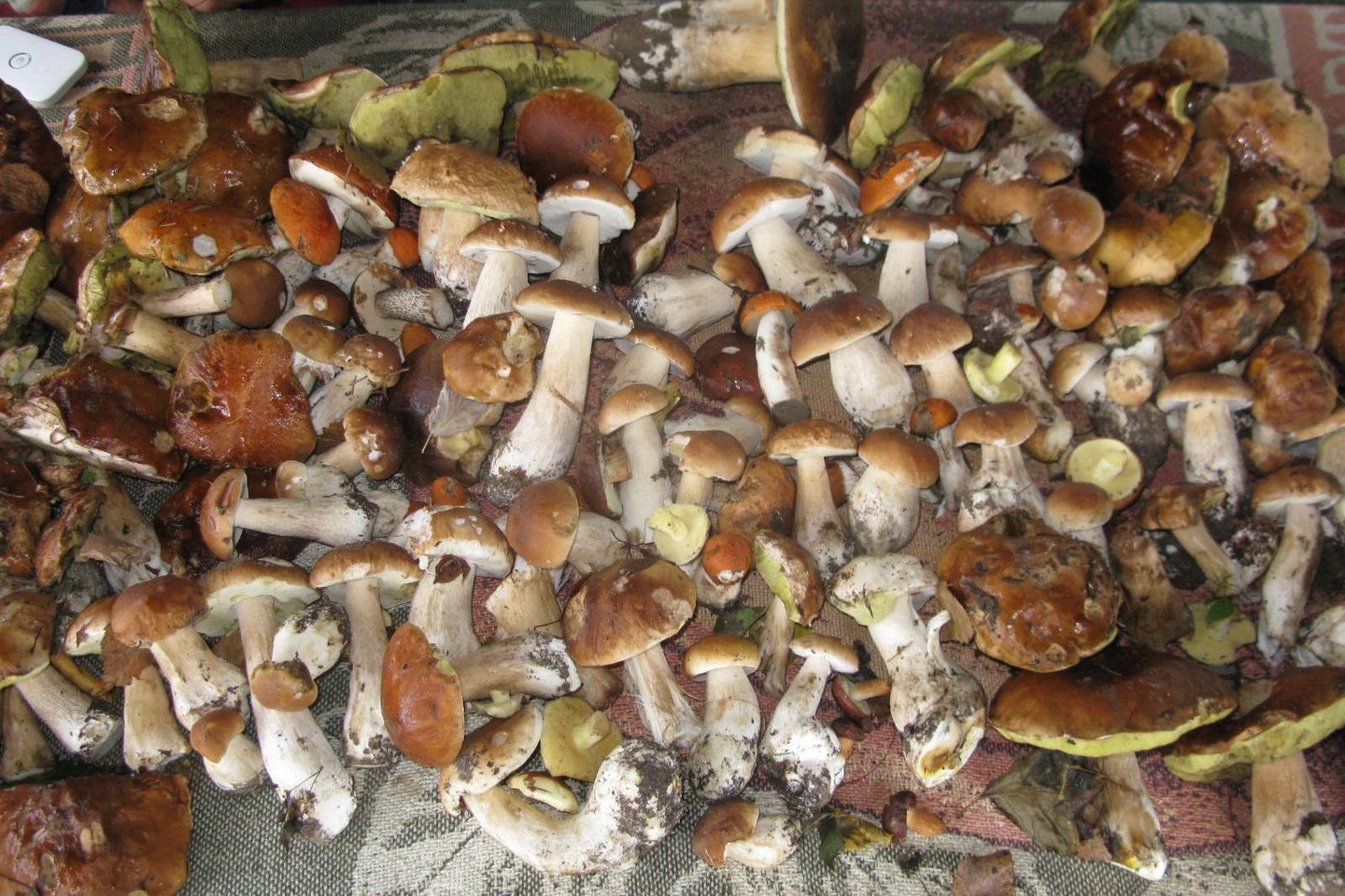 E.Grižibauskienės nuotr.