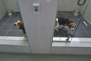 Už klonuotą augintinį – 90 tūkst. eurų: kas sau tai leidžia?