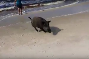 Iš Baltijos jūros išniręs šernas paplūdimyje gąsdino žmones