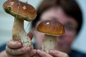 Apsinuodijimas grybais nulėmė gyvenimo tragediją