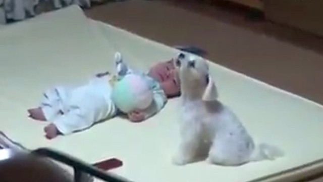 Šunelio reakcija į verkiantį kūdikį ištirpdė internautų širdis