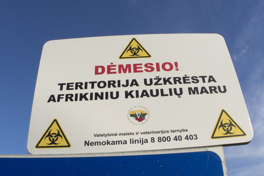 Afrikinis kiaulių maras vis dar plinta Anykščių rajone