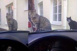 Automobilį pamėgęs katinas nustebino vairuotoją savo įžūlumu