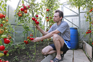 Raseiniškis pasidalijo trąšų receptu – pomidorai dera lyg pašėlę