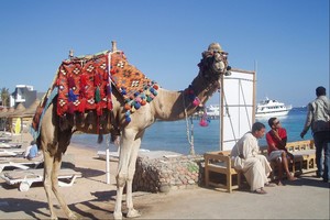 „Tez Tour“ konkursas: skelbiame kelionės į Egiptą laimėtoją!