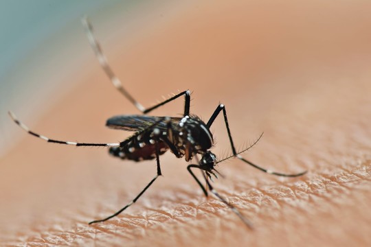 Natūralios ir veiksmingos priemonės vabzdžių įgėlimams gydyti