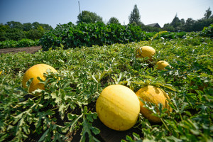 Avilių kaimo laukai subrandino neregėtą derlių
