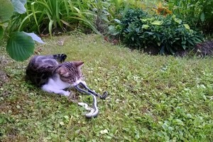 Panevėžietės katės grobis apsimetė negyvu, o vėliau spruko tolyn