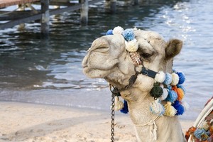 Atostogų dilema: pirkti dabar ar laukti paskutinės minutės?