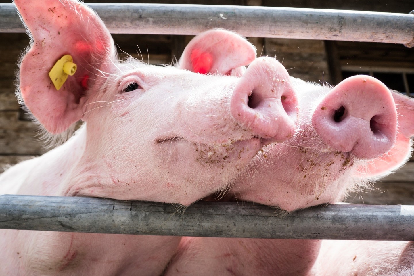 VMVT pareigūnai žada ir toliau tikrinti smulkiuosius kiaulių augintojus, o nustatę, jog ūkiuose yra pažeidžiami teisės aktų reikalavimai ir nesilaikoma biologinės saugos taisyklių, kiaulių laikytojams taikys administracinio poveikio priemones.<br>123rf nuotr.