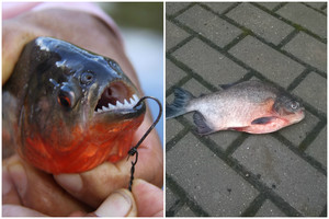 Žvejo laimikis Gargžduose – aštriadantė piranija