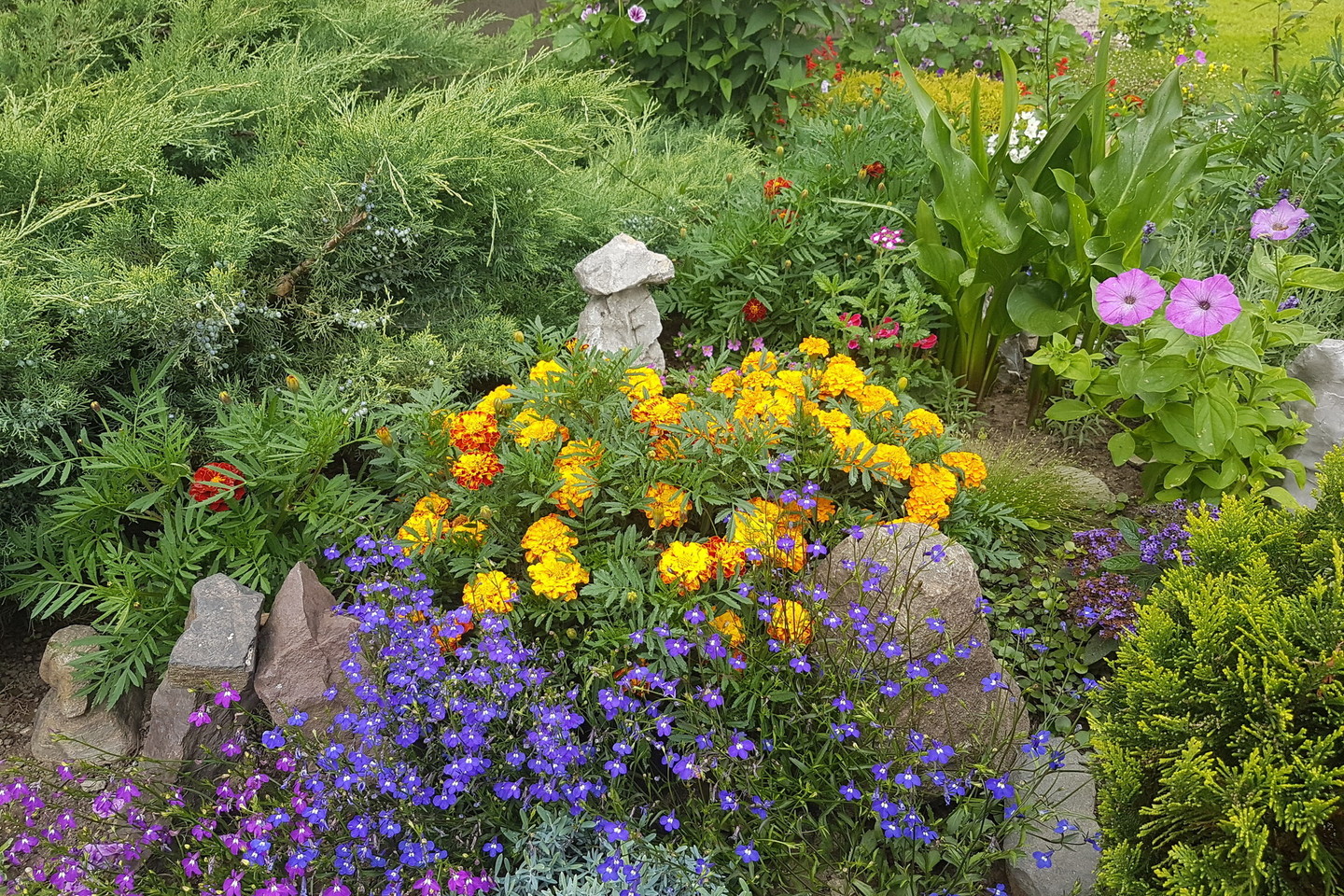 Vilkaviškietė I.Buckiūnienė į gėlyną prie savo daugiabučio sodina nebrangius, tačiau spalvingus augalus, kuriuos apjuosia ne tik lietuviški akmenys, bet ir sutuoktinio atgabenti iš Italijos, Ispanijos, Prancūzijos.<br>R.Maslausko nuotr.