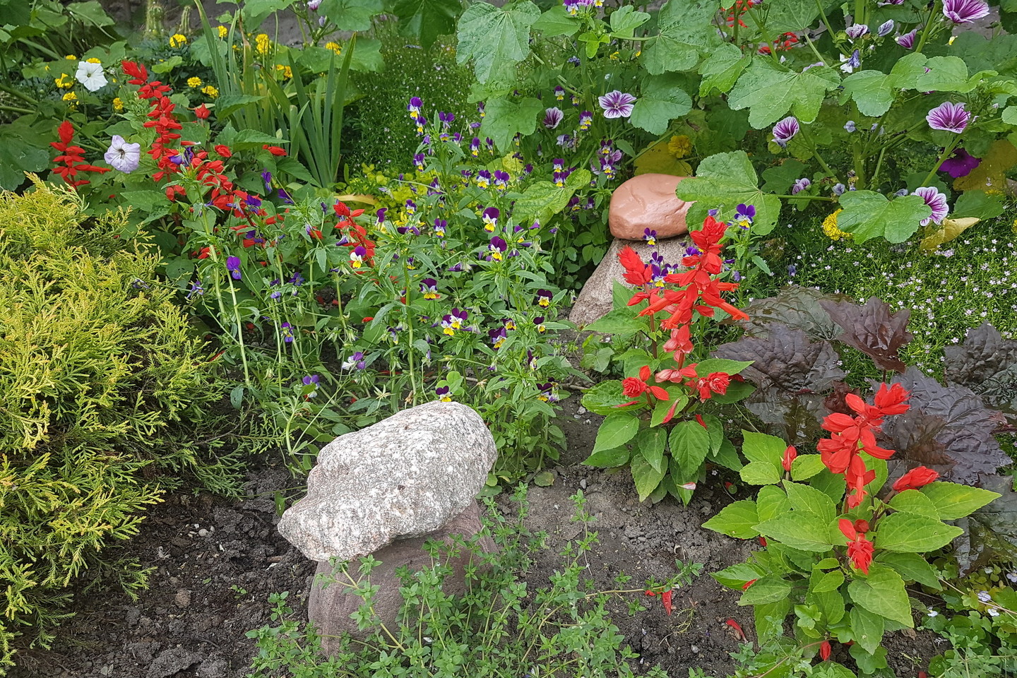 Vilkaviškietė I.Buckiūnienė į gėlyną prie savo daugiabučio sodina nebrangius, tačiau spalvingus augalus, kuriuos apjuosia ne tik lietuviški akmenys, bet ir sutuoktinio atgabenti iš Italijos, Ispanijos, Prancūzijos.<br>R.Maslausko nuotr.