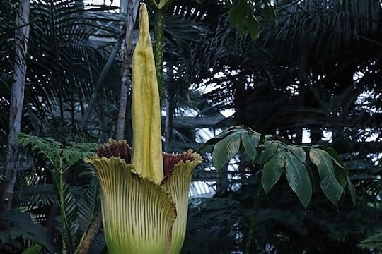 To užuosti nenorėtumėte: botanikos sode pražydo lavongėlė