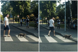 Vaizdelis Palangoje nustebino automobiliu važiavusį fotografą