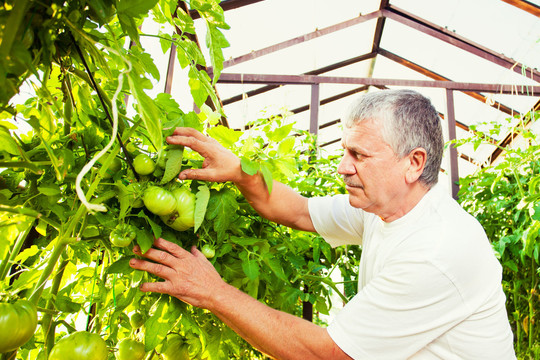 Dar keli triukai jūsų vargstantiems pomidorams: pažadinkite juos