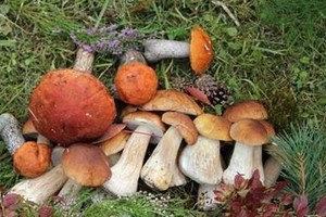 Pirmoji pagalba apsinuodijus grybais