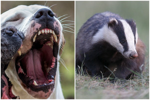 Laukinius gyvūnus šunimis pjudžiusiam šeimininkui – bausmė