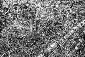 Pastabumo testas: ar sugebėsite brūzgynuose įžvelgti kiškį?