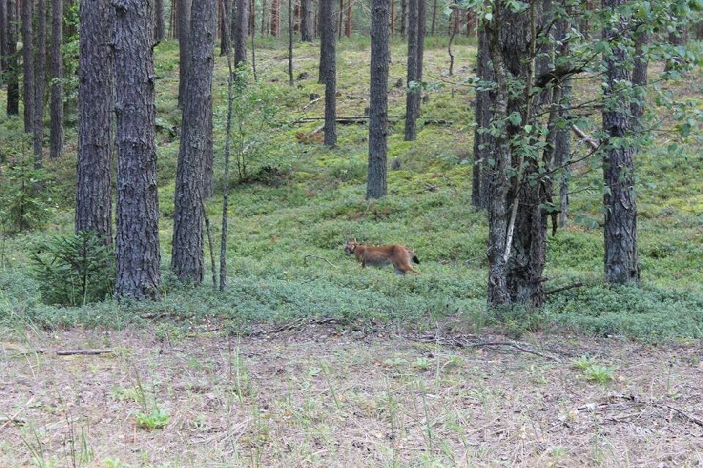 Miške grybavęs vyras lūšies pamatyti nesitikėjo.<br>T.Nikolajevo nuotr.