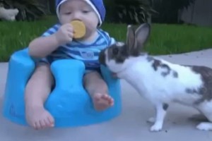 Vaikas valgė sausainį. Įžūlus triušis jo nepasigailėjo