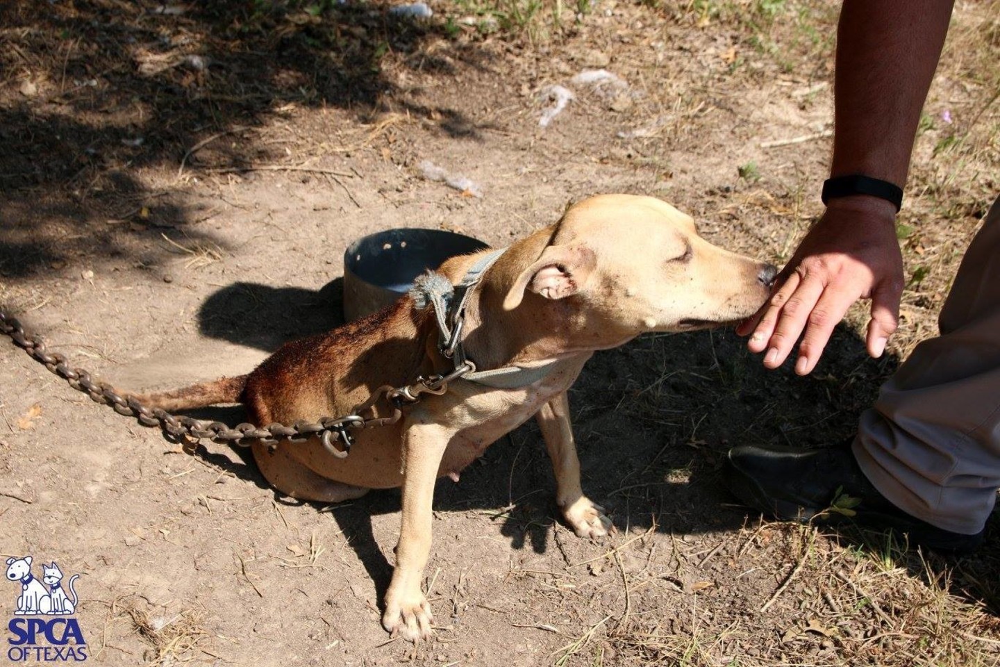 Saulės kaitroje palikti ir sunkiomis grandinėmis pririšti šunys laukė savo gyvenimo galo.<br>SPCA of Texas/Madeline Yeaman nuotr.
