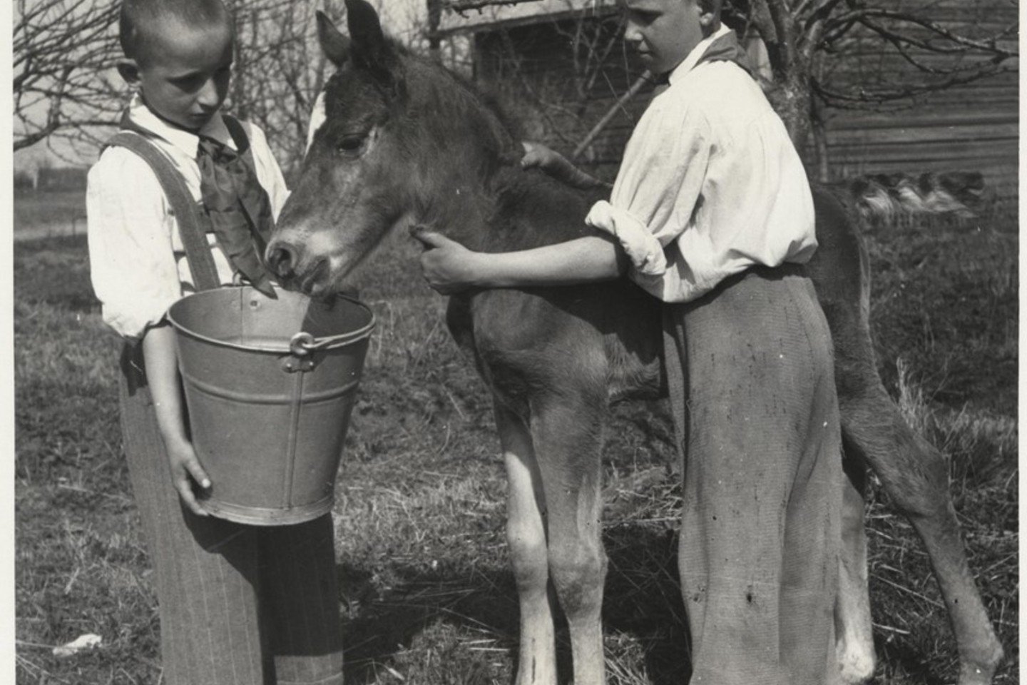 Mokiniai, prižiūrintys kumeliuką talkos kolūkyje metu. 1950 m.<br>Lietuvos ypatingojo archyvo nuotr.