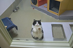 Senos katės poelgis prieglaudoje sujaudino moters širdį