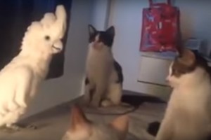 Plyšit iš juoko: kačiukų reakcija išgirdus kniaukiančią papūgą