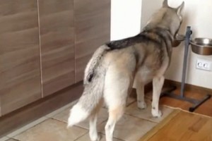 Haskis ėdė savo pietus. Ir tada iš nugaros priėjo mažas kačiukas