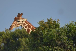 Taivane „didelis nerimas“ pražudė žirafą