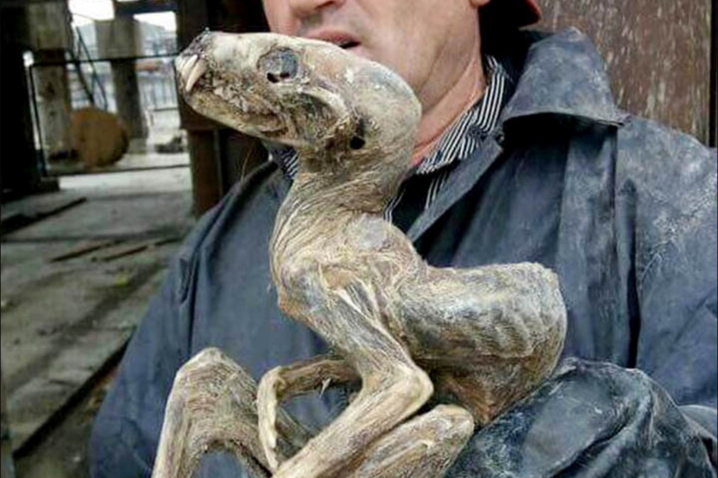 Šachtininkai mano, kad tai – nežinomos rūšies dinozauras. Tačiau mokslininkai neatmeta galimybės, kad šis gyvis gali būti eilinis žinduolis.
