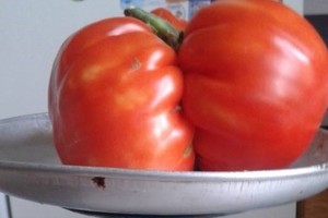 Pareigūno darže sunoko raudonas milžiniškas pomidoras