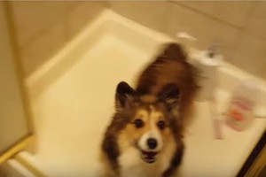 Stebuklingas žodis, kurį išgirdęs šis šuo tiesiog pašėlsta