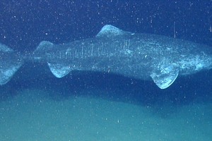 Mokslininkus nustebino radinys jūros gelmėse: gyvena 400 metų