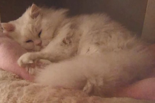 Kaimynai susipyko dėl neįtikėtinos priežasties