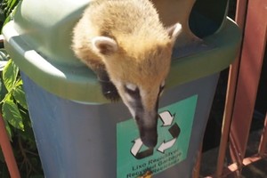 Tokio vaizdelio šiukšlių dėžėje išvysti nesitikėjo