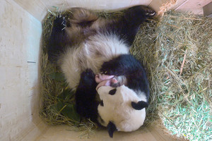 Dvynukų atsivedusios pandos paslaptį atskleidė filmavimo kameros