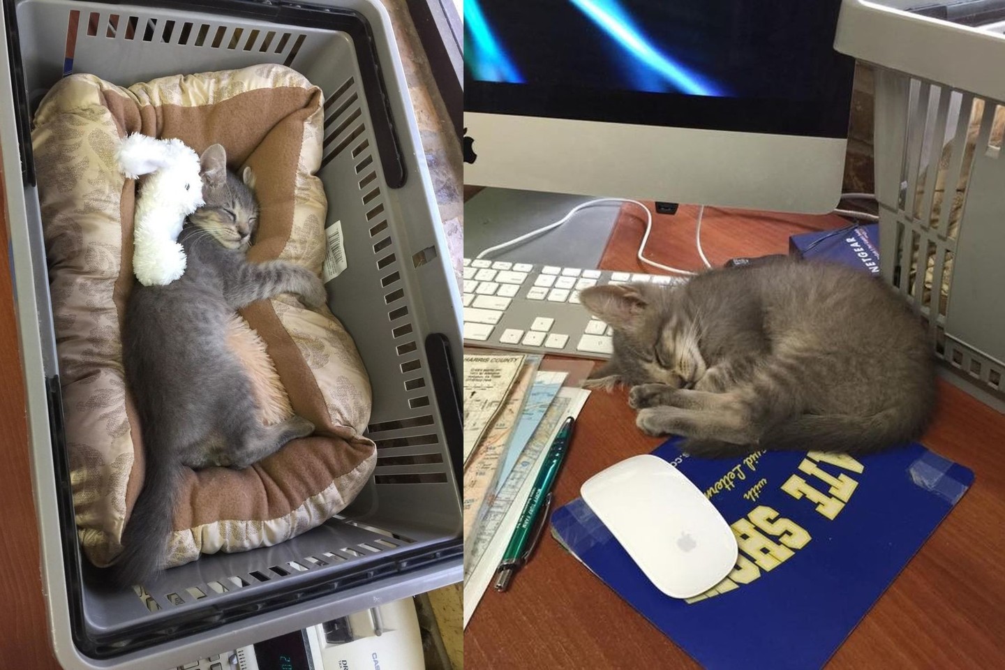 Šis mielas mažas kačiukas praskaidrino vieno biuro darbuotojų kasdienybę.<br>Reddit.com nuotr.