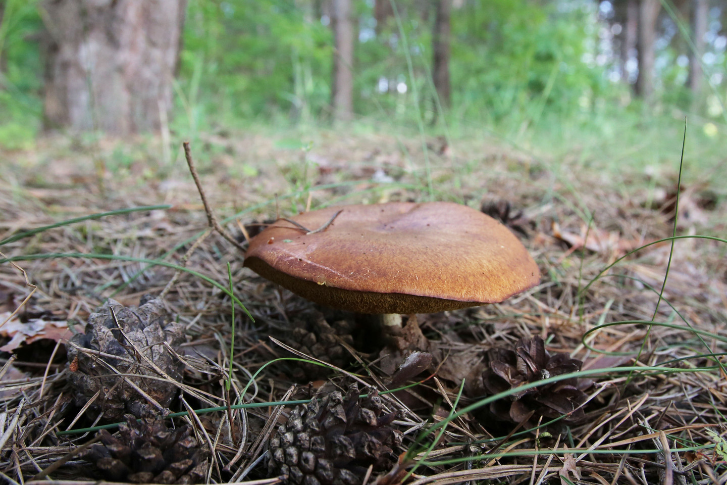 Sunku atsispirti pagundai miške prisirinkti grybų.