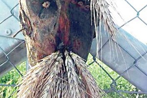 Vengrijos pasieniečiai pabėgėlius gąsdina baidyklėmis